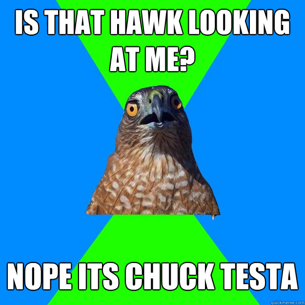 Is that hawk looking at me? Nope its chuck Testa  Hawkward