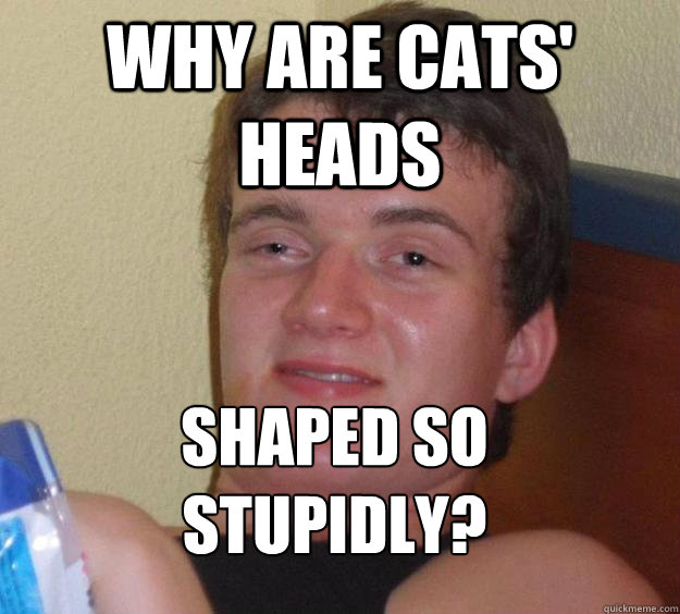 Why are cats' heads Shaped so stupidly?
  10 Guy