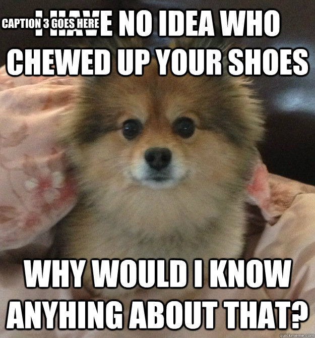 i HAVE NO IDEA WHO CHEWED UP YOUR SHOES WHY WOULD I KNOW ANYHING ABOUT THAT? Caption 3 goes here  