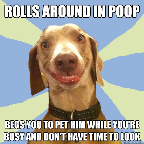 rolls around in poop begs you to pet him while you're busy and don't have time to look  Disgusting Doggy