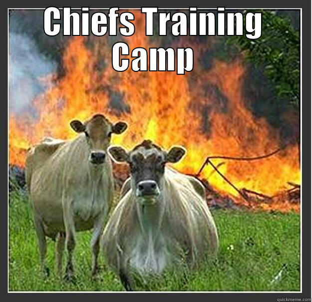 CHIEFS TRAINING CAMP  Evil cows