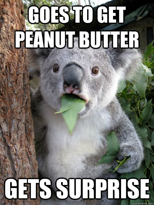 Goes to get peanut butter gets surprise - Goes to get peanut butter gets surprise  koala bear