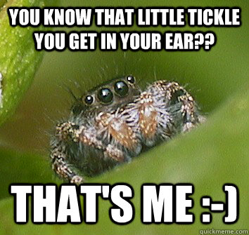 You know that little tickle you get in your ear?? that's me :-)  Misunderstood Spider