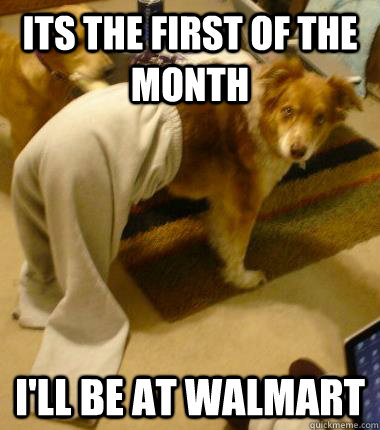 dog wearing sweatpants