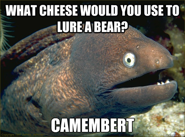 What cheese would you use to lure a bear? camembert - What cheese would you use to lure a bear? camembert  Bad Joke Eel