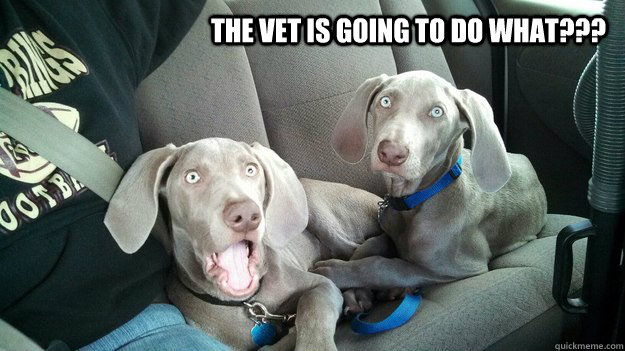 The Vet is going to do what???  Opie