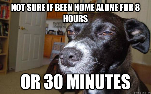 Not sure if been home alone for 8 hours or 30 minutes  Skeptical Mutt