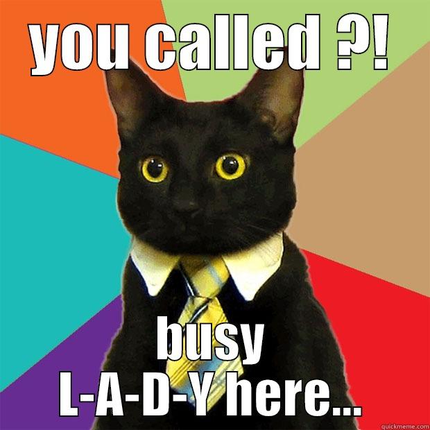 YOU CALLED ?! BUSY L-A-D-Y HERE... Business Cat