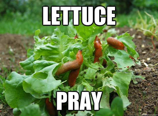 Lettuce Pray - Lettuce Pray  Misc
