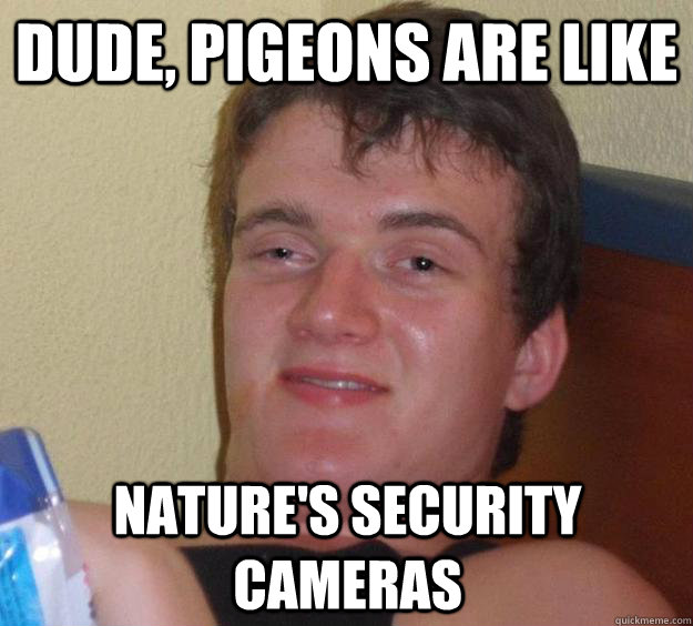 Dude, pigeons are like Nature's security cameras  10 Guy