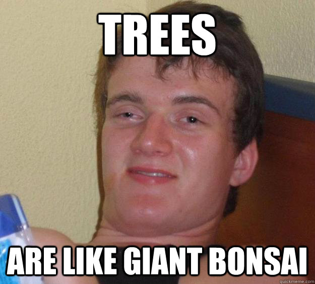 TREES ARE LIKE GIANT BONSAI  10 Guy