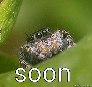  SOON Misunderstood Spider