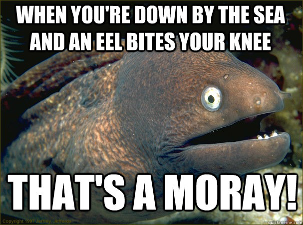 When you're down by the sea and an Eel bites your knee That's A Moray! - When you're down by the sea and an Eel bites your knee That's A Moray!  Caught in the act Moray