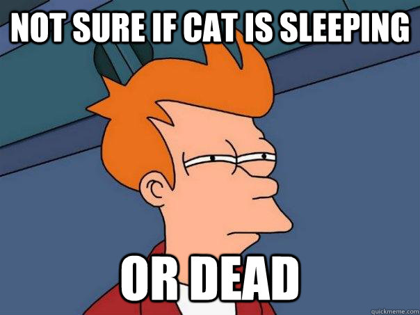 Not sure if cat is sleeping or dead  Futurama Fry