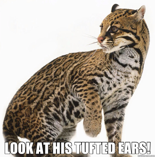  LOOK AT HIS TUFTED EARS! -  LOOK AT HIS TUFTED EARS!  ocelot