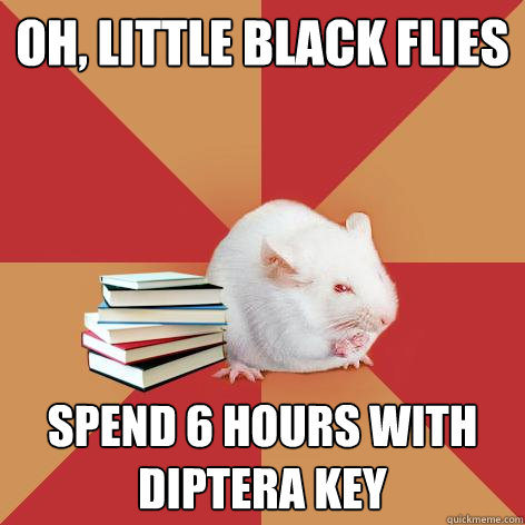 oh, little black flies spend 6 hours with diptera key - oh, little black flies spend 6 hours with diptera key  Science Major Mouse