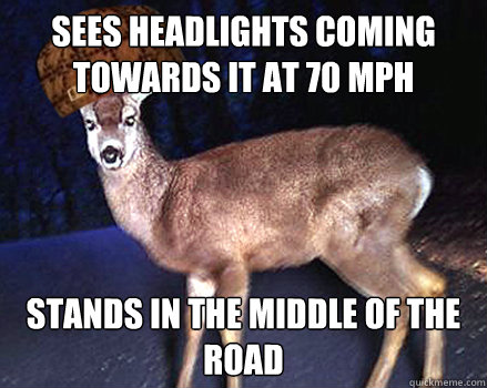 Sees headlights coming towards it at 70 mph Stands in the middle of the road - Sees headlights coming towards it at 70 mph Stands in the middle of the road  Misc