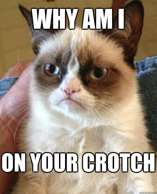 why am i on your crotch  Grumpy Cat