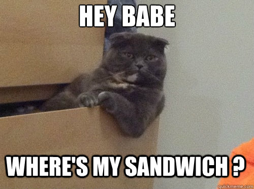 Hey babe Where's my sandwich ? - Hey babe Where's my sandwich ?  Chillaxing cat