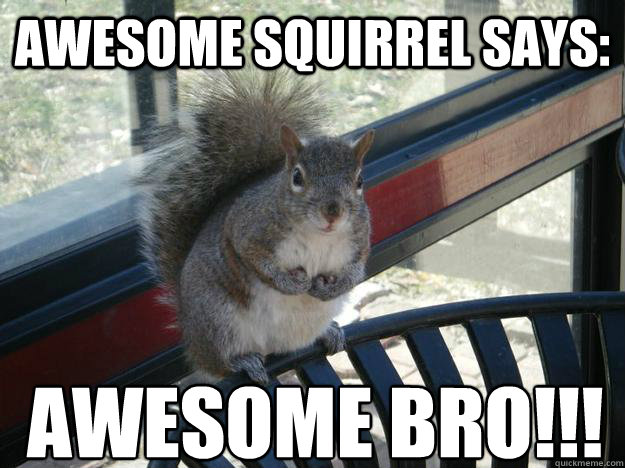 Awesome squirrel says: AWESOME BRO!!! - Awesome squirrel says: AWESOME BRO!!!  AWESOMEBRO