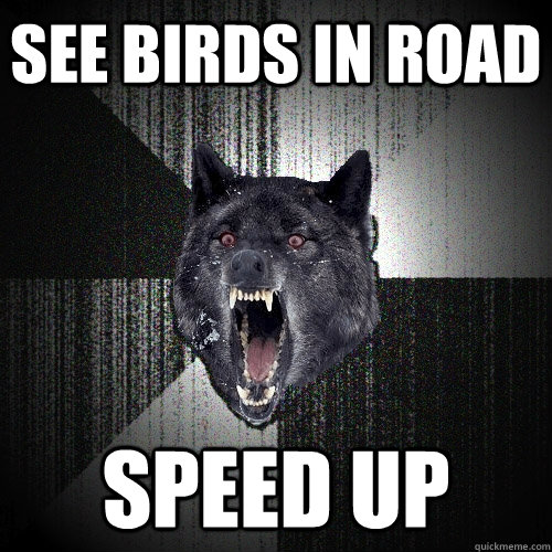 see birds in road Speed up  Insanity Wolf