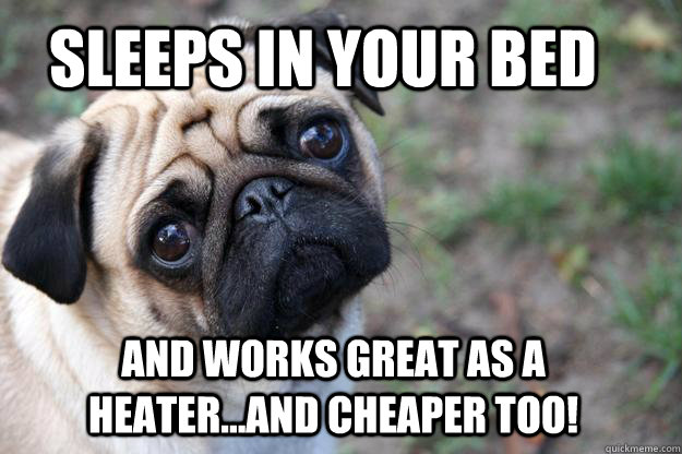 Sleeps in your bed and works great as a heater...and cheaper too! - Sleeps in your bed and works great as a heater...and cheaper too!  First World Dog problems