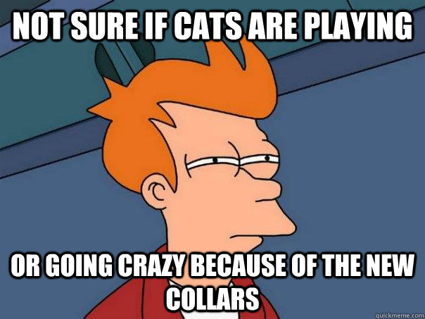 Not sure if cats are playing Or going crazy because of the new collars  Futurama Fry