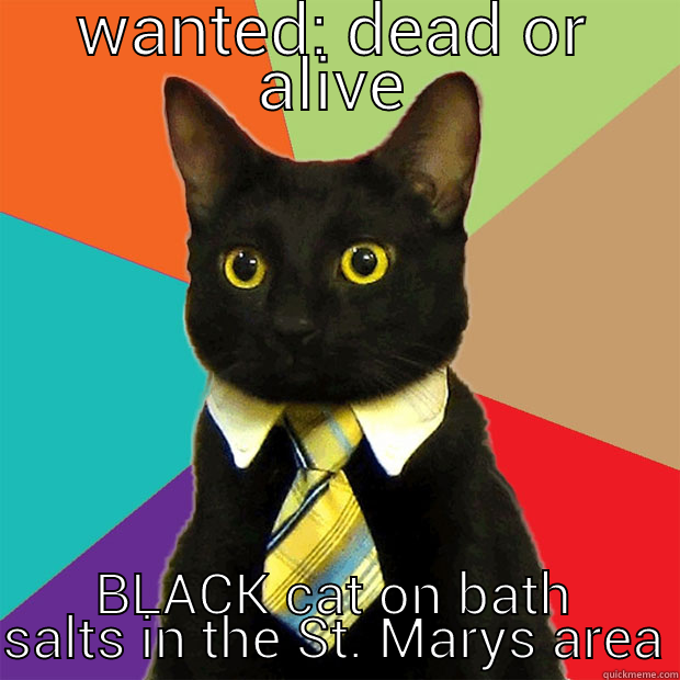 WANTED: DEAD OR ALIVE BLACK CAT ON BATH SALTS IN THE ST. MARYS AREA Business Cat