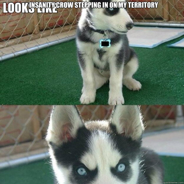 Insanity Crow stepping in on my territory
 NEVER AGAIN - Insanity Crow stepping in on my territory
 NEVER AGAIN  Blunt Bark the Husky