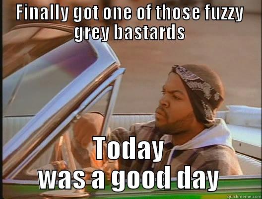 FINALLY GOT ONE OF THOSE FUZZY GREY BASTARDS TODAY WAS A GOOD DAY today was a good day