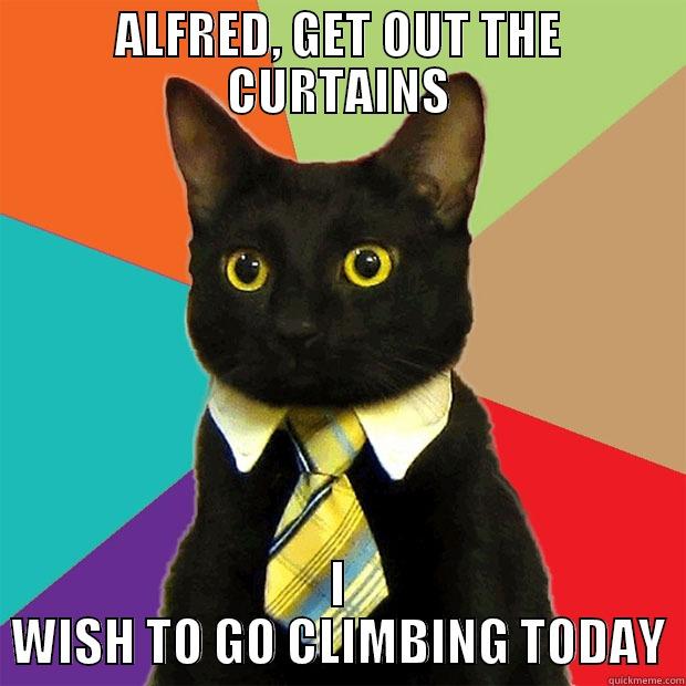 ALFRED, GET OUT THE CURTAINS I WISH TO GO CLIMBING TODAY Business Cat