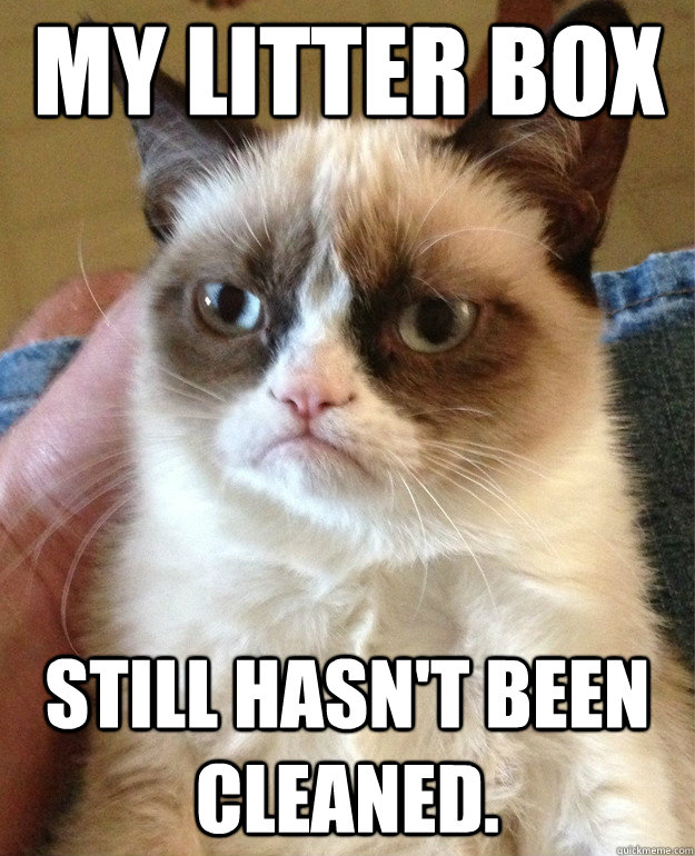 My litter box still hasn't been cleaned.  Grumpy Cat