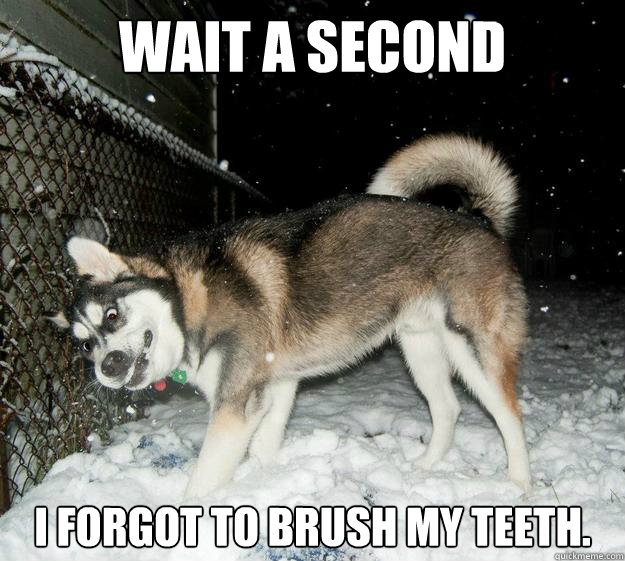 wait a second I forgot to brush my teeth. - wait a second I forgot to brush my teeth.  Sudden Clarity Canine