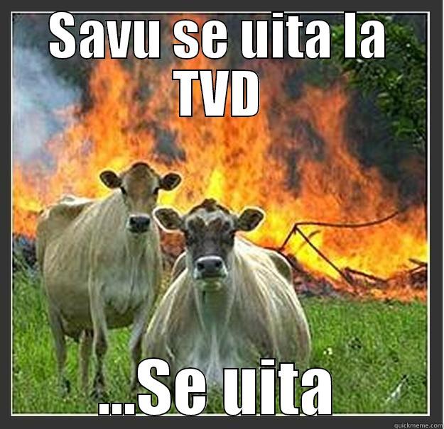 SAVU SE UITA LA TVD ...SE UITA Evil cows