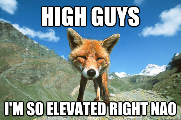 High guys I'm so elevated right nao - High guys I'm so elevated right nao  Elevated Fox