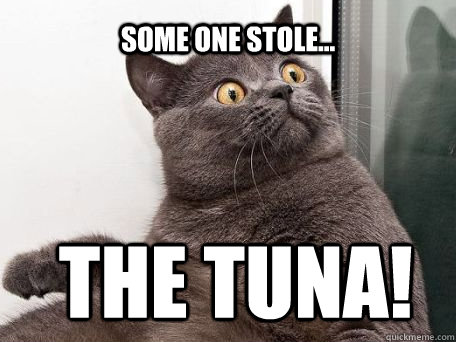 Some one stole...  the Tuna!  conspiracy cat