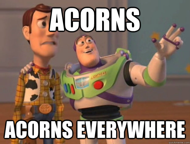 Acorns Acorns everywhere  Buzz Lightyear