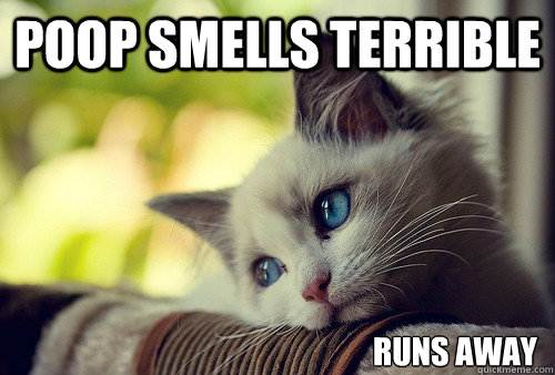 poop smells terrible runs away  First World Problems Cat