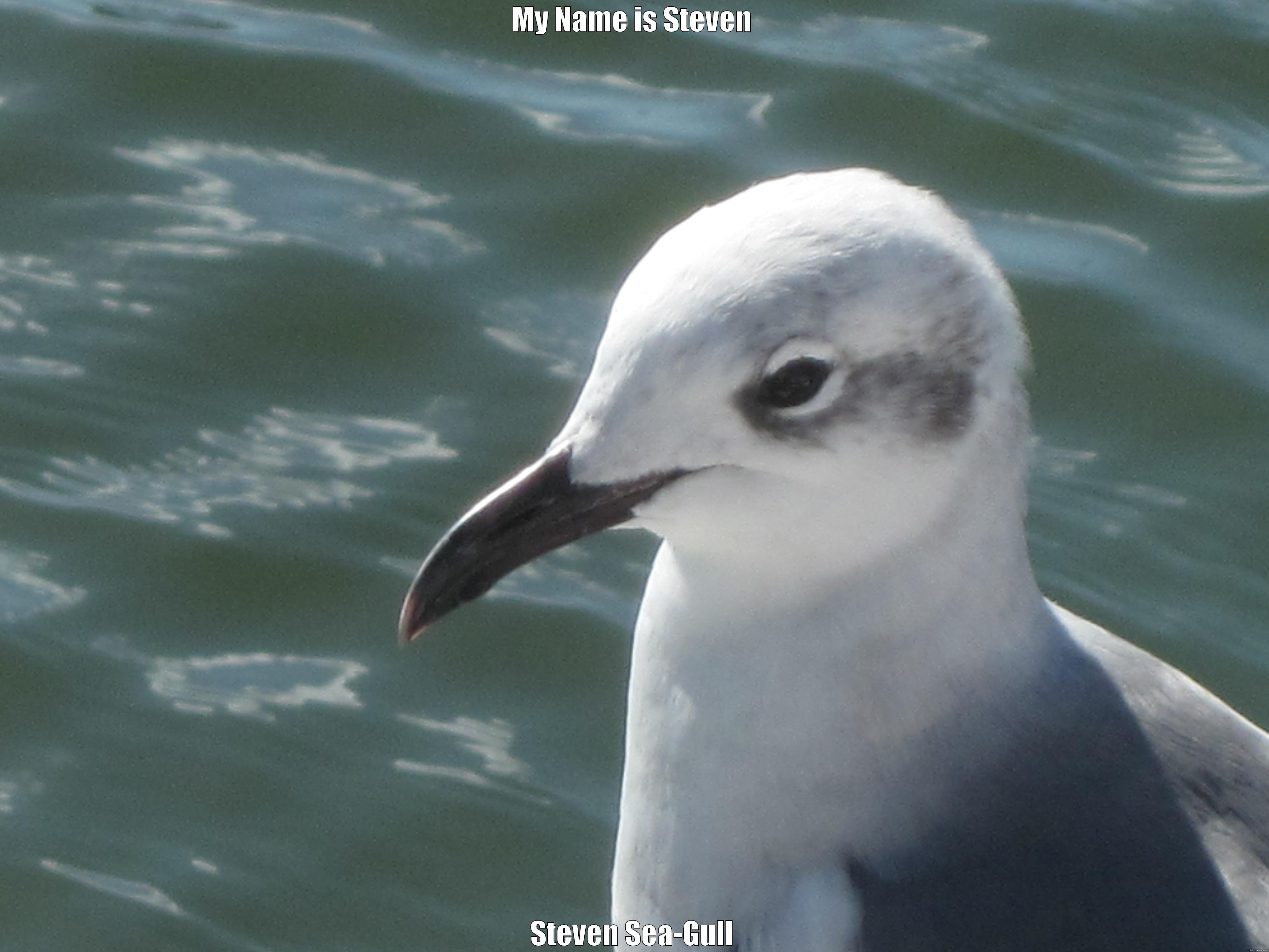 Steven Sea-Gull - MY NAME IS STEVEN STEVEN SEA-GULL Misc