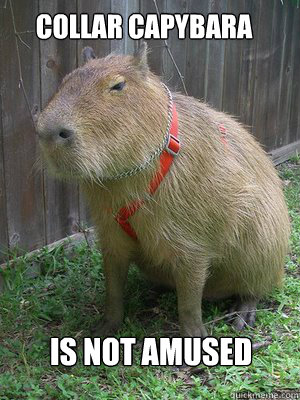 Collar Capybara  is not amused  Collar Capybara