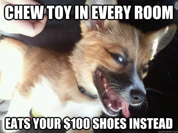 Chew toy in every room Eats your $100 shoes instead  