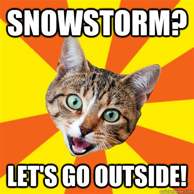 Snowstorm? let's go outside!  Bad Advice Cat