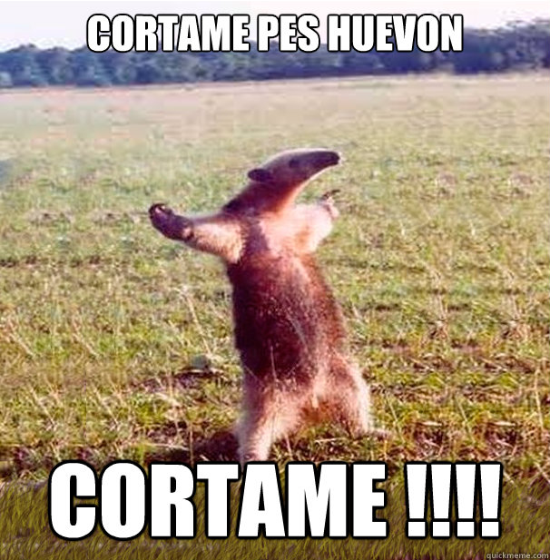 cortame pes huevon CORTAME !!!!  oso hormiguero