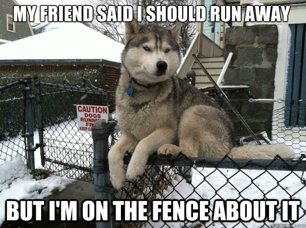 my friend said i should run away but i'm on the fence about it - my friend said i should run away but i'm on the fence about it  indecisive dog