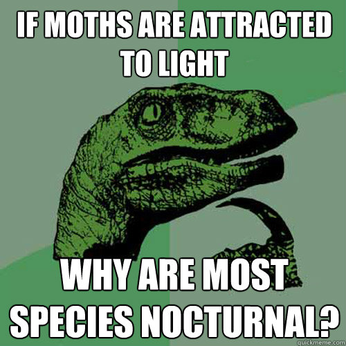 If moths are attracted to light Why are most species nocturnal? - If moths are attracted to light Why are most species nocturnal?  Philosoraptor