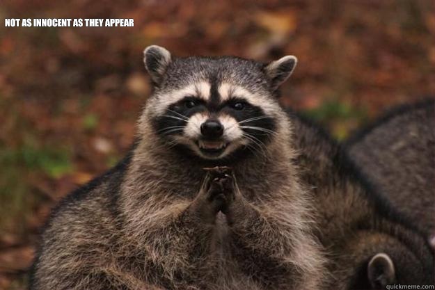   Not as innocent as they appear 
 -   Not as innocent as they appear 
  Evil Plotting Raccoon