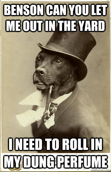 benson can you let me out in the yard i need to roll in my dung perfume - benson can you let me out in the yard i need to roll in my dung perfume  Old Money Dog