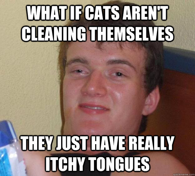 What if cats aren't cleaning themselves They just have really itchy tongues   10 Guy