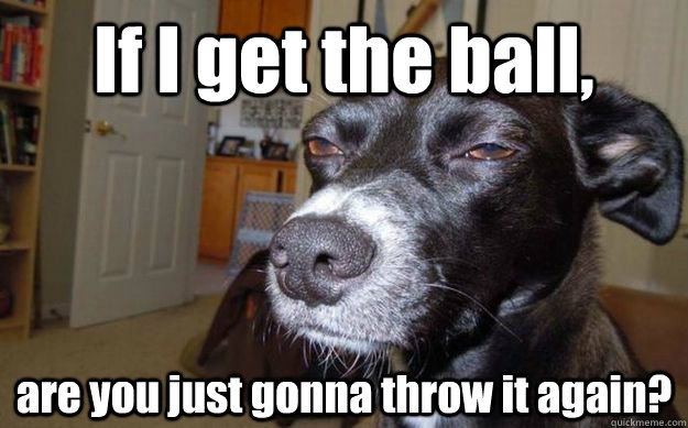 If I get the ball, are you just gonna throw it again?  Skeptical Mutt