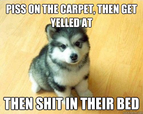 Piss on the carpet, then get yelled at then shit in their bed  Baby Courage Wolf